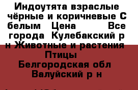Индоутята взраслые чёрные и коричневые С белым › Цена ­ 450 - Все города, Кулебакский р-н Животные и растения » Птицы   . Белгородская обл.,Валуйский р-н